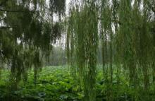 柳荫公园10