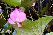 柳荫公园29