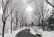 CBD城市森林公园5
