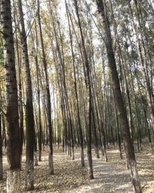 未来科技城滨水公园3