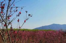 桃花海11