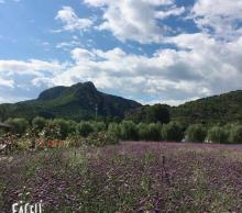 密云人间花海薰衣草庄园4