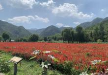 密云人间花海薰衣草庄园19