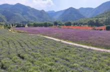 密云人间花海薰衣草庄园9