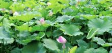 荷花市场29