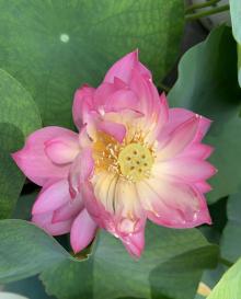 荷花市场25