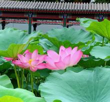 荷花市场7