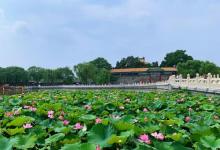 荷花市场23