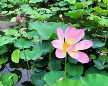 荷花市场24