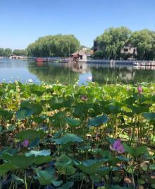 荷花市场17