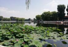 荷花市场12