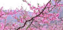 平谷桃花源11