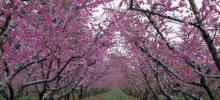 平谷桃花源9