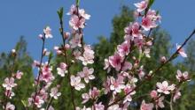 平谷桃花源8