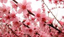 平谷桃花源10