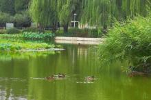 人定湖公园12