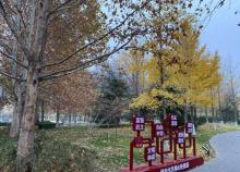 青年湖公园10