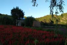 人间花海景区3
