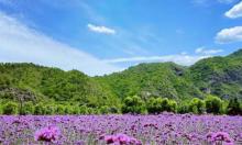 人间花海景区1