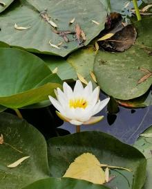 西海18