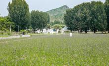 紫海香堤嗨KING野奢露营地3