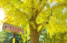 三里屯银杏大道5