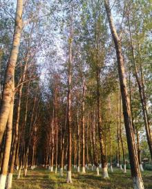 东郊湿地公园20