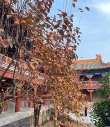 西黄寺10