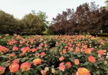 莲花池公园21