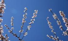 莲花池公园19