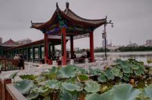 莲花池公园20