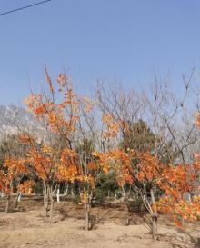 北京后花园（白虎涧）风景区17