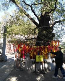 戒台寺22