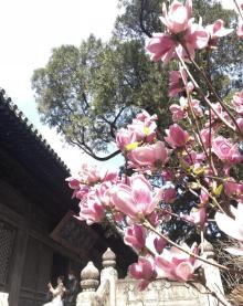 大觉寺30