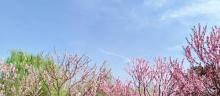 世界花卉大观园20