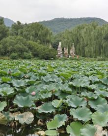 国家植物园(原北京植物园)22