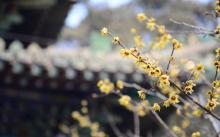 潭柘寺21