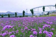 青州杏花村旅游度假区1