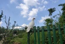 青州杏花村旅游度假区22