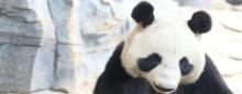 爱保野生动物世界6