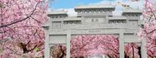 正定古城樱花小镇1