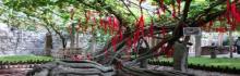 葡萄沟风景区10