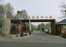 博兴县打渔张森林公园2