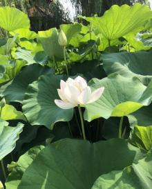东营植物园10