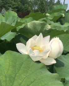 东营植物园8
