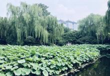 百花公园16