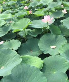马踏湖国家湿地公园5