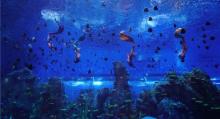 石家庄极地海洋世界24