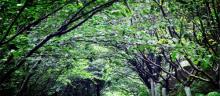 樱花山风景区11
