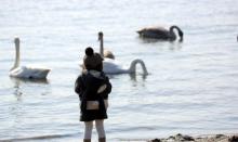 天鹅湖8